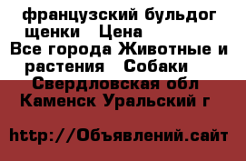 французский бульдог щенки › Цена ­ 50 000 - Все города Животные и растения » Собаки   . Свердловская обл.,Каменск-Уральский г.